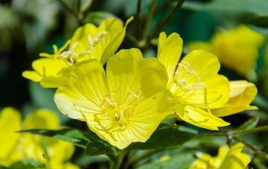 Масло примулы вечерней при беременности Масло примулы вечерней при беременности