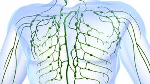 Корень солодки: очищение лимфы Корень солодки: очищение лимфы